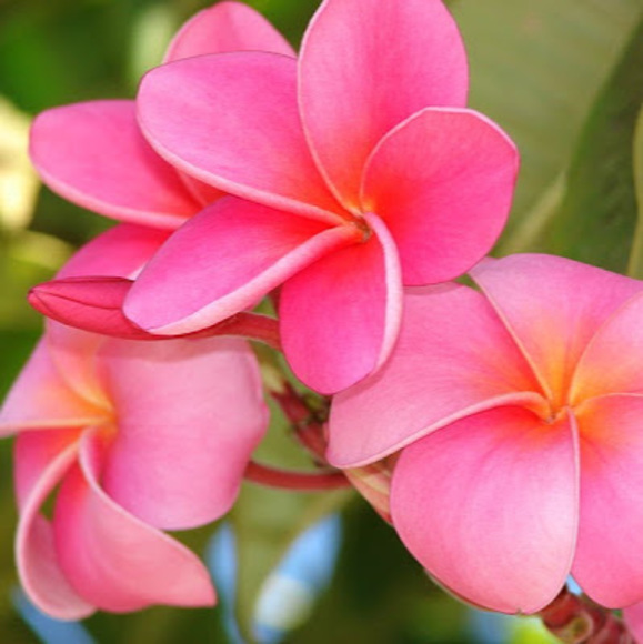 Meet your Posher, Emilly - Picture 1 of 1